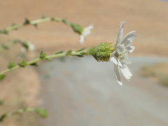 Blepharizonia plumosa