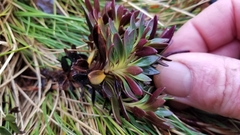 Gentianella montana montana