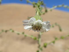 Blepharizonia plumosa