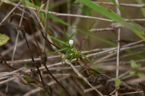 Hedyotis pinifolia observed 2025-04-20