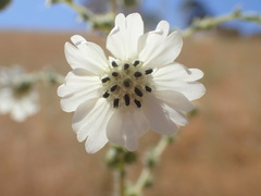 Blepharizonia plumosa