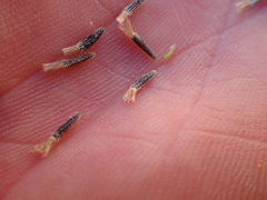 Blepharizonia plumosa