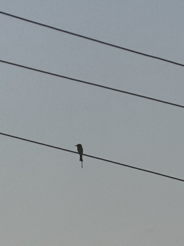 Asian Green Bee-eater