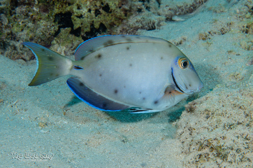 Caribbean Ocean Surgeonfish