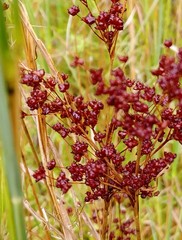 Juncus biflorus