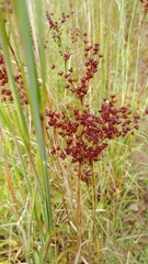 Juncus biflorus