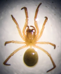Robertus fuscus