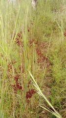 Juncus biflorus