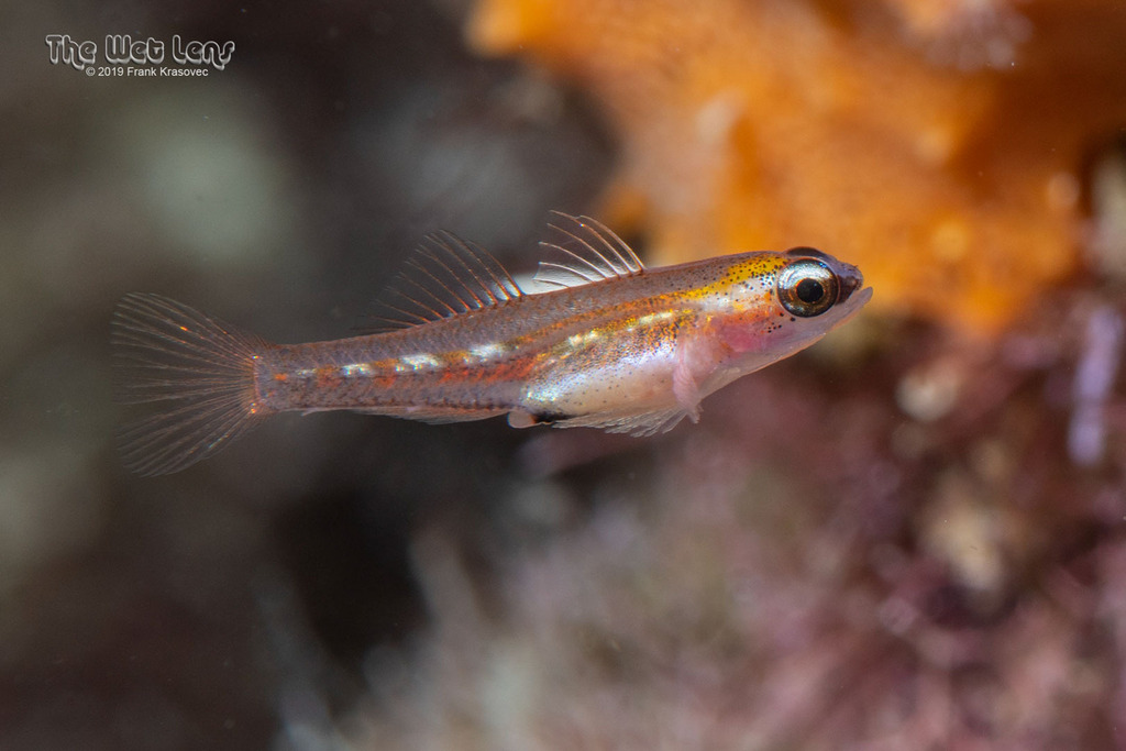 Glass Goby