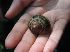 Cornu aspersum