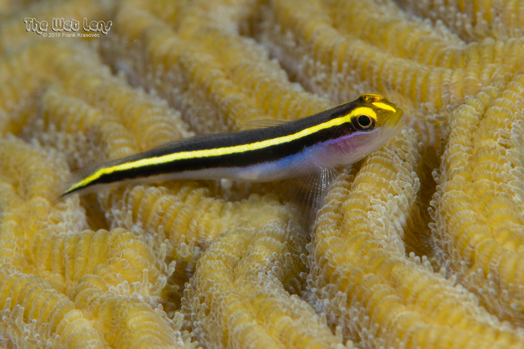 Yellownose Goby
