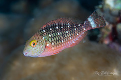 Stoplight Parrotfish photo 4