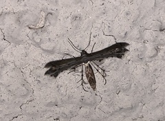 Michaelophorus indentatus