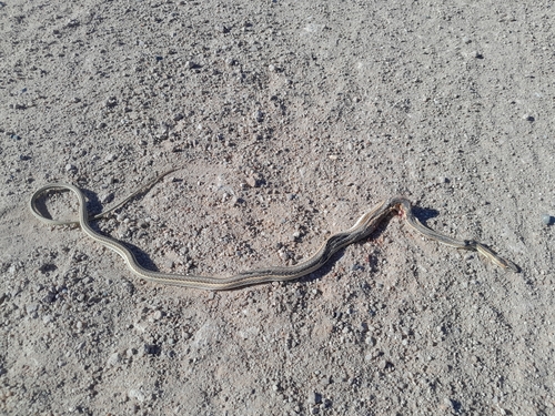 Cape Sand Snake