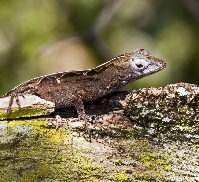 Brown Anole (Lizards of Central Florida) · iNaturalist