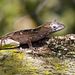 Brown Anole - Photo (c) Richard  Crook, some rights reserved (CC BY-NC-ND)