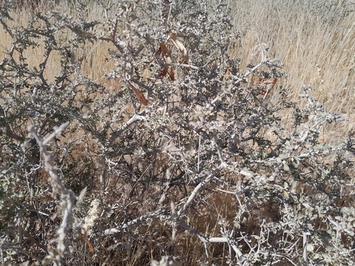 Image of Rhigozum trichotomum by no rights reserved