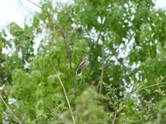 Cercotrichas leucophrys ovamboensis