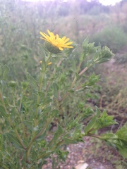 Grindelia arizonica