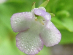 Lindernia procumbens