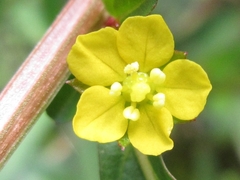 Ludwigia epilobioides
