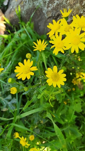 Chamomile-leaved Groundsel