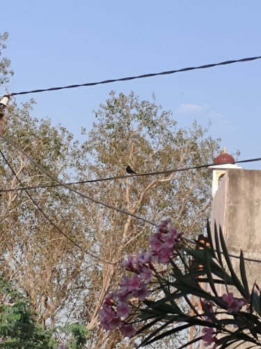 Indian Robin