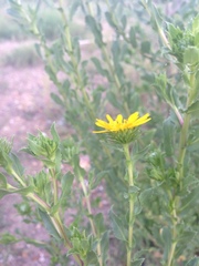 Grindelia arizonica