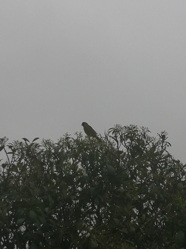 Collared Finchbill