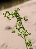 Maple-leaved Goosefoot Complex - Photo (c) Nate Martineau, some rights reserved (CC BY-NC), uploaded by Nate Martineau