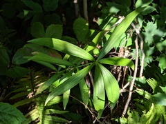 Lilium michiganense