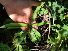 Lilium michiganense