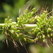 Setaria verticillata verticillata - Photo (c) Ron Vanderhoff, some rights reserved (CC BY-NC), uploaded by Ron Vanderhoff