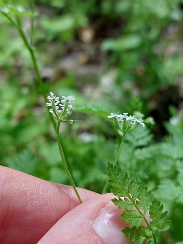 Image of Anthriscus cerefolium by (c) Mykola Borysenko, some rights reserved (CC BY)