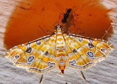 Ommatospila narcaeusalis