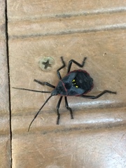 Pachylis pharaonis