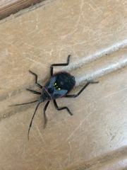 Pachylis pharaonis