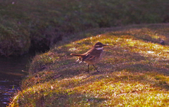 Cinclodes albidiventris