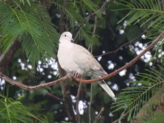 Streptopelia decaocto