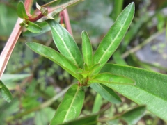Ludwigia epilobioides