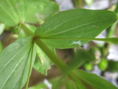 Lindernia procumbens