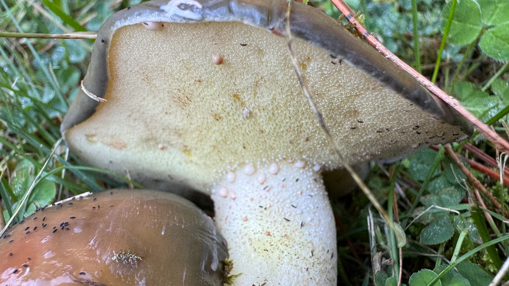 Suillus pungens · April 2025 · photo: © frankashwood (iNaturalist, cc-by)