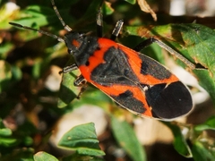 Lygaeus kalmii angustomarginatus