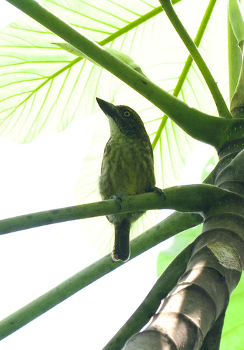 iNaturalist image