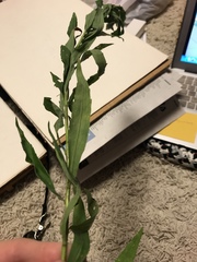 Solidago altissima