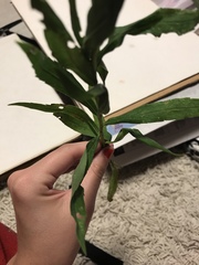 Solidago altissima