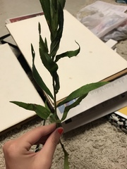Solidago altissima