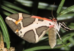 Stamnodes fervefactaria