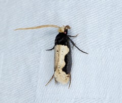 Thisizima subceratella