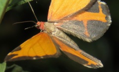 Stamnodes fervefactaria